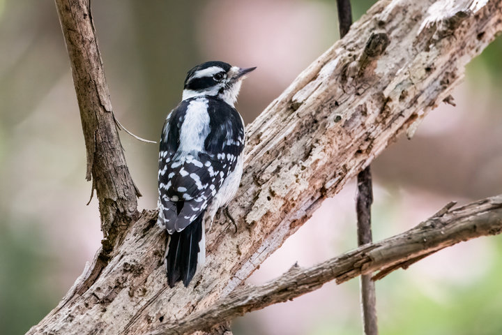 Downy Woodpecker