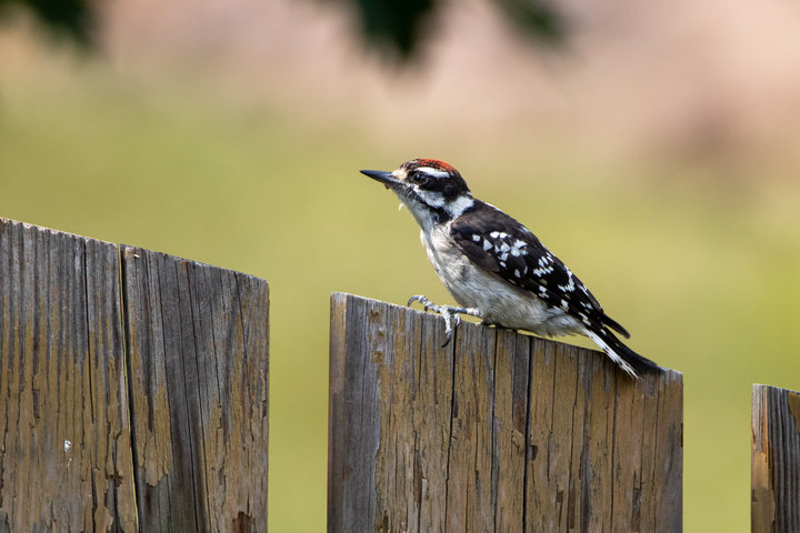 Downy Woodpecker