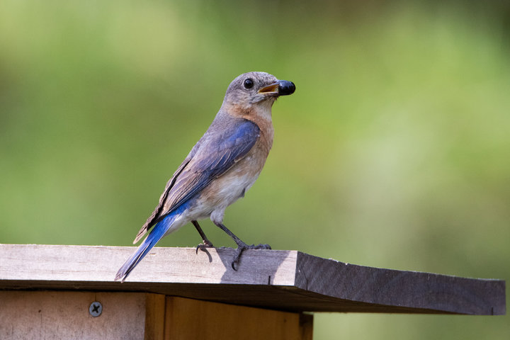 Eastern Bluebird