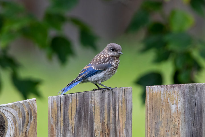 Eastern Bluebird