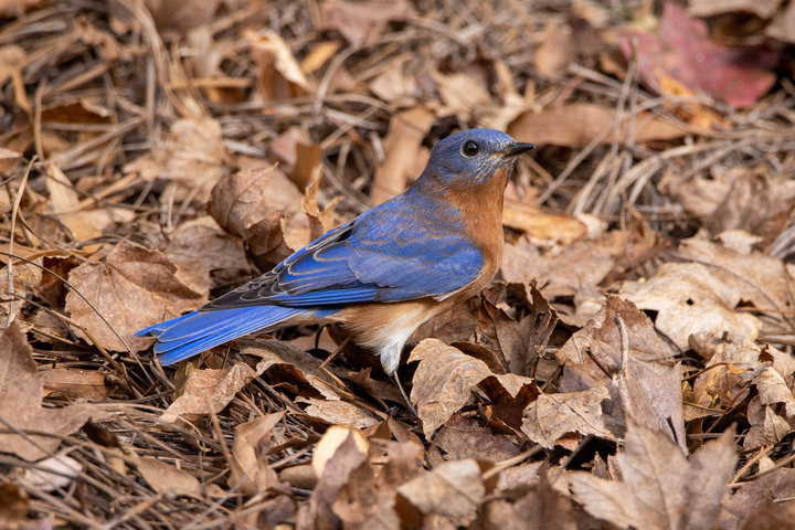 Eastern Bluebird