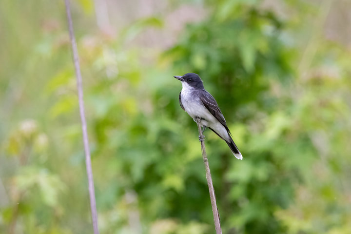 Eastern Kingbird