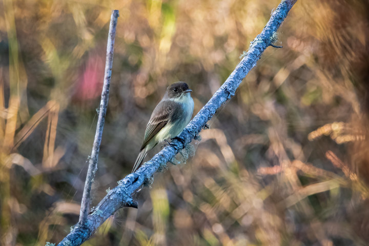 Eastern Phoebe