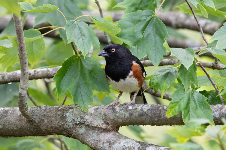 Eastern Towhee