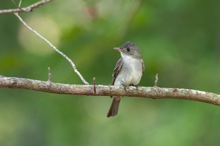 Eastern Wood-Pewee