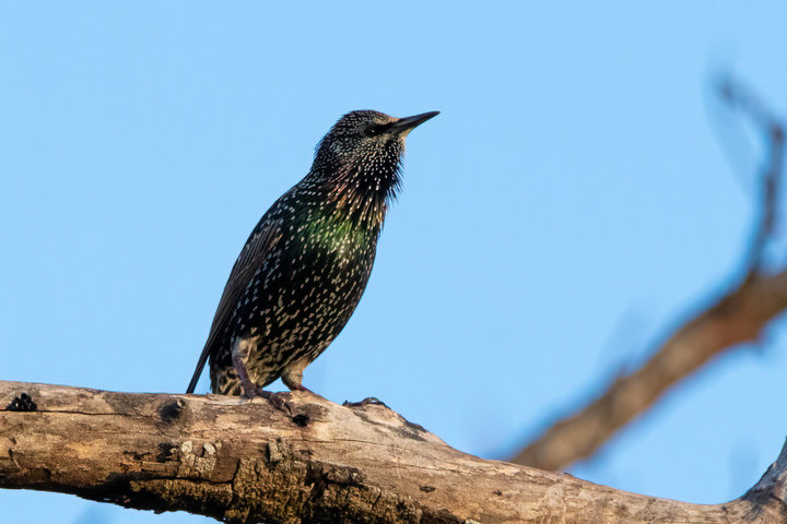 European Starling