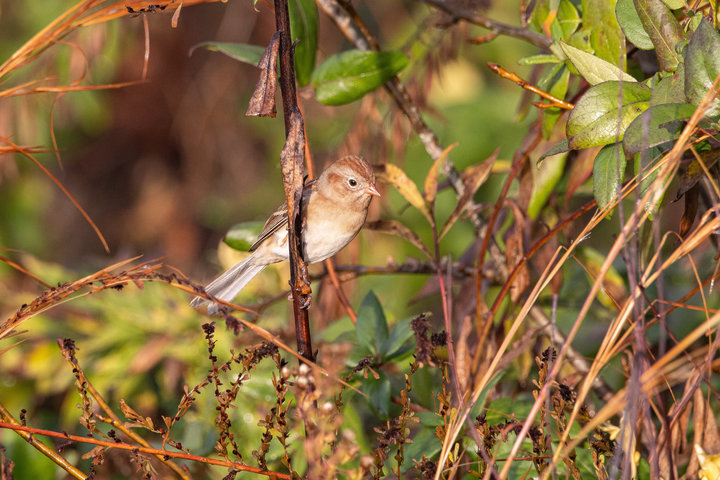 Field Sparrow