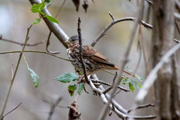 Fox Sparrow