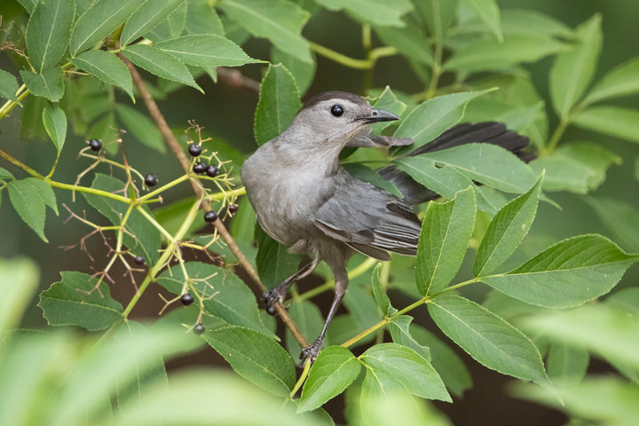 Gray Catbird