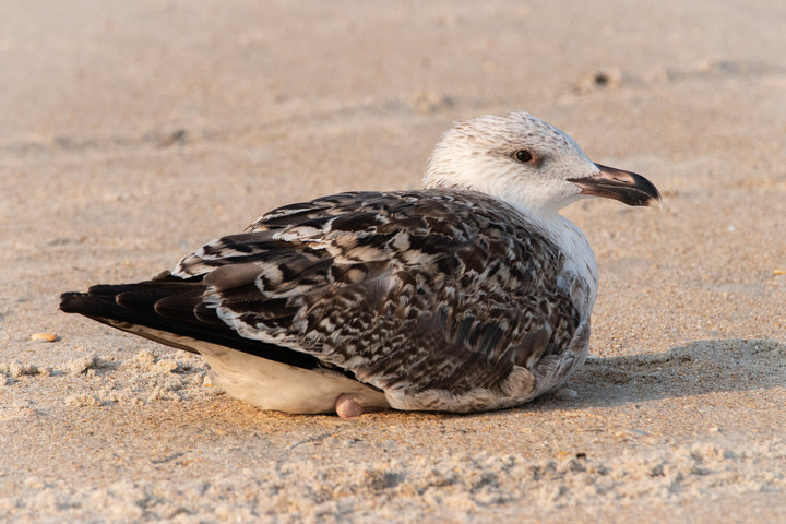 Great Black-backed Gull