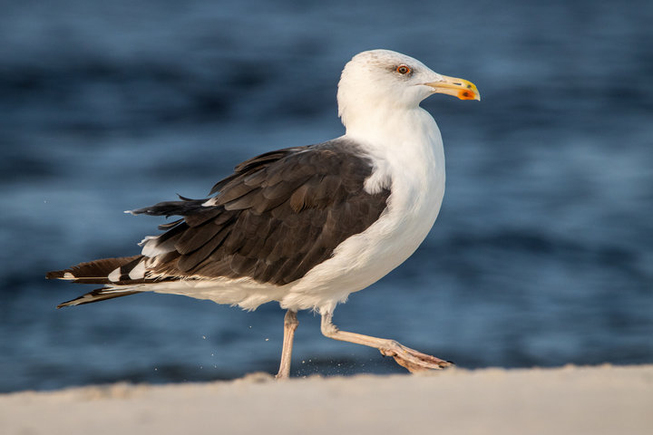 Great Black-backed Gull