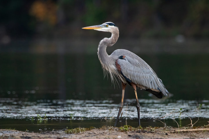 Great Blue Heron