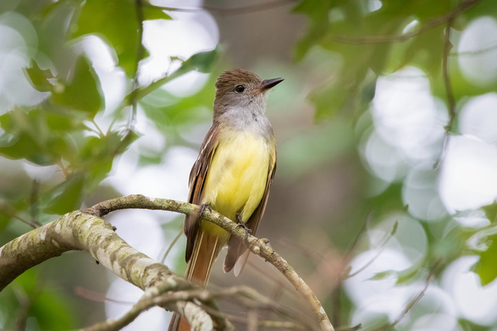 Great Crested Flycatcher