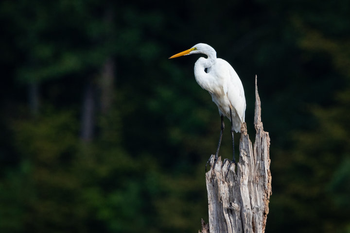 Great Egret