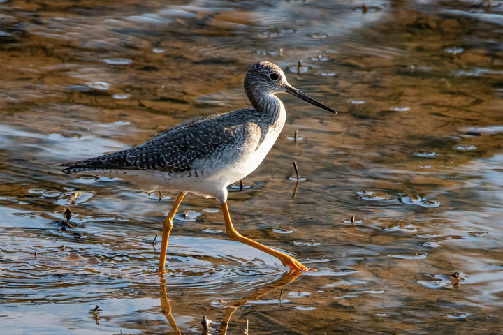 Greater Yellowlegs