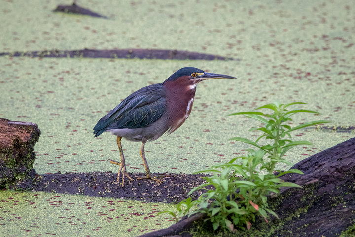 Green Heron