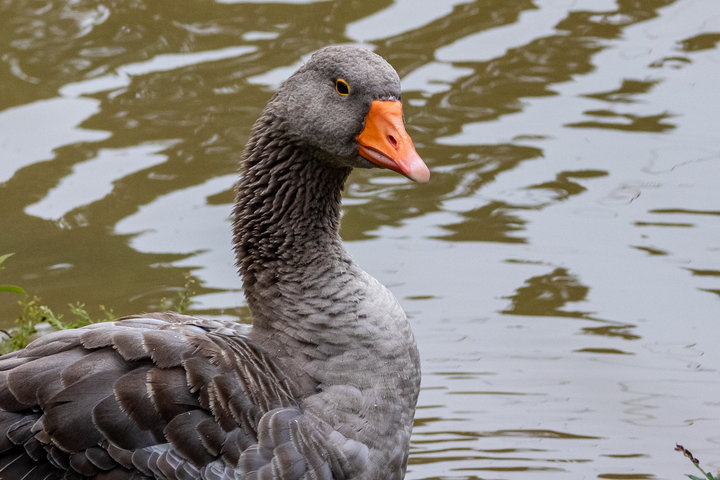 Greylag Goose