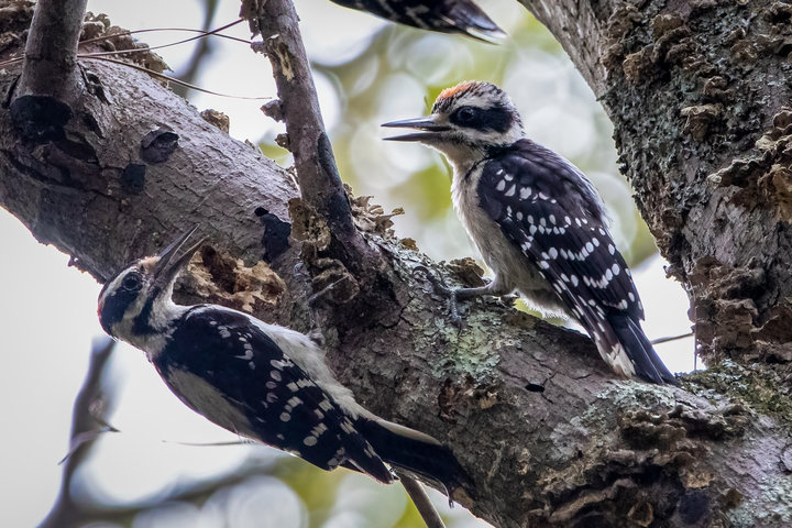 Hairy Woodpecker