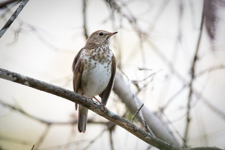 Hermit Thrush