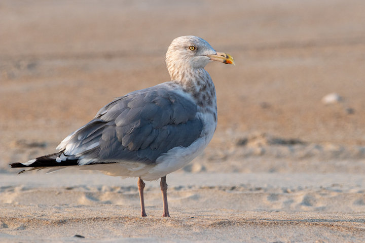 Herring Gull