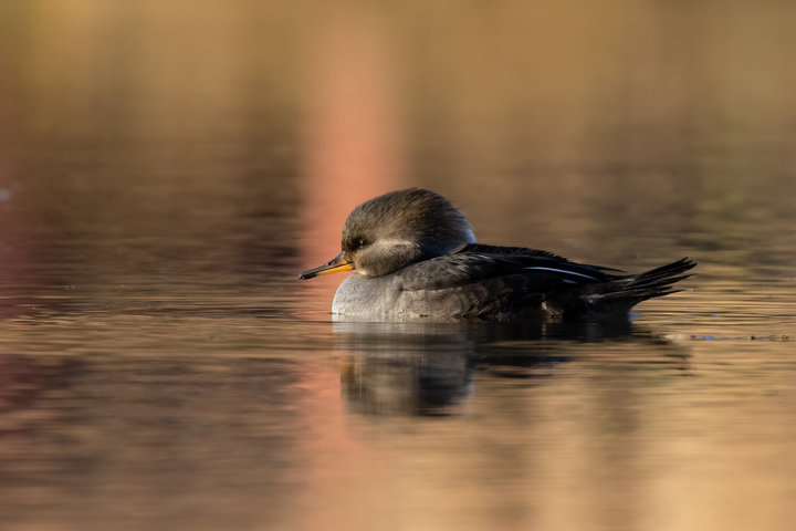 Hooded Merganser