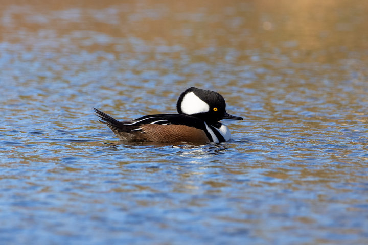 Hooded Merganser