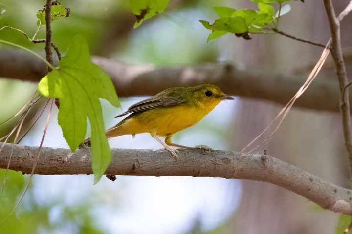 Hooded Warbler