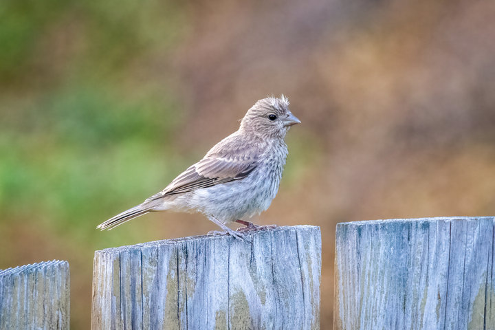 House Finch