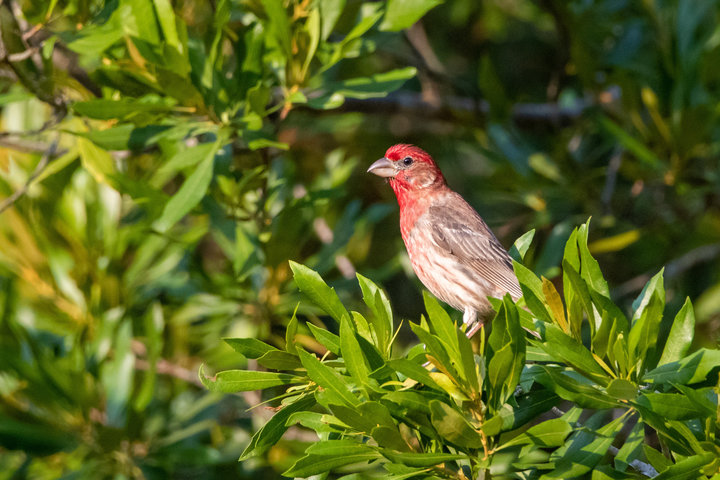 House Finch