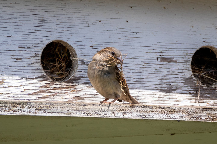 House Sparrow