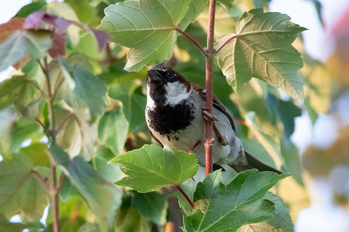 House Sparrow