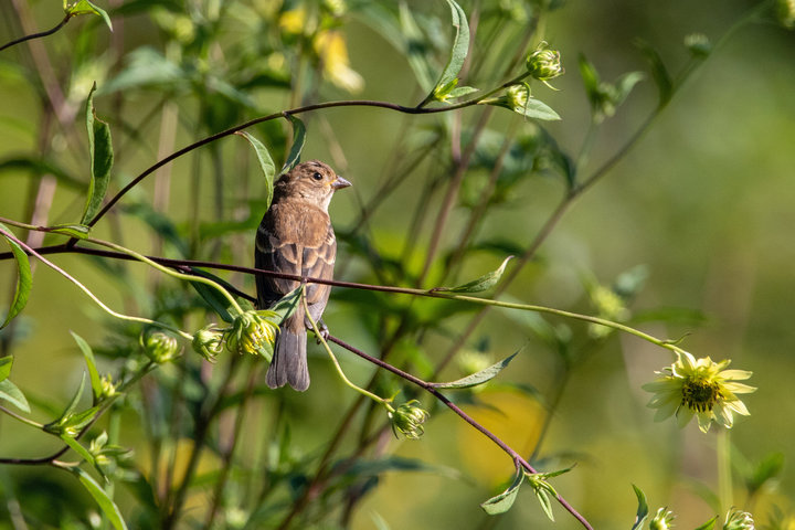 Indigo Bunting