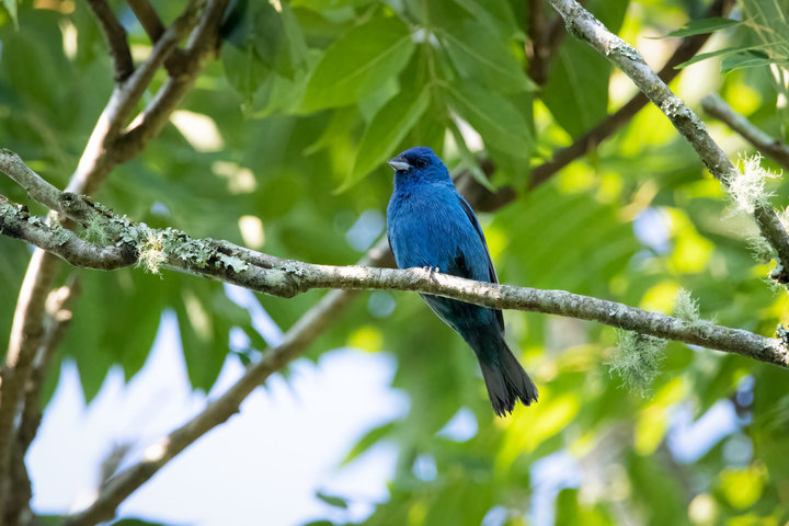 Indigo Bunting