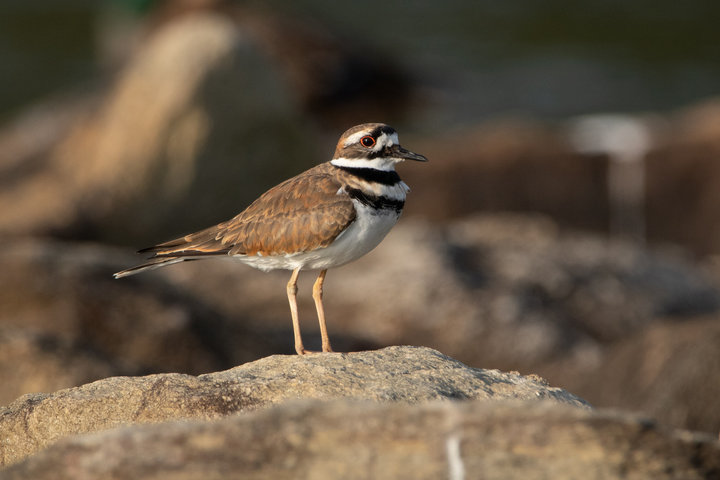 Killdeer