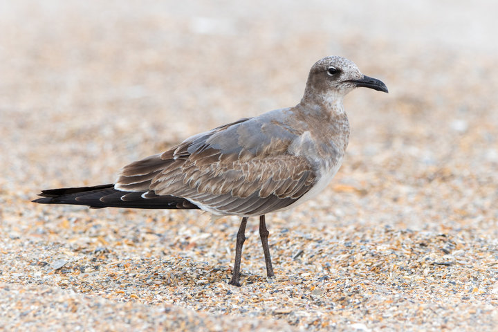 Laughing Gull