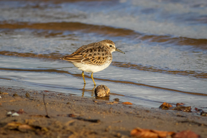 Least Sandpiper