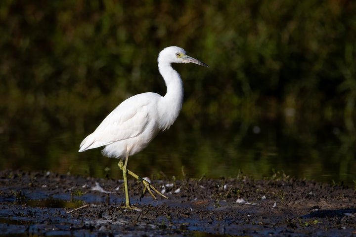 Little Blue Heron