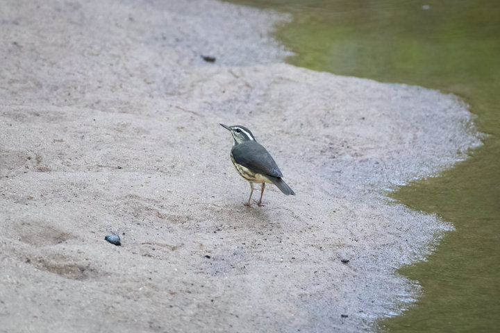 Louisiana Waterthrush