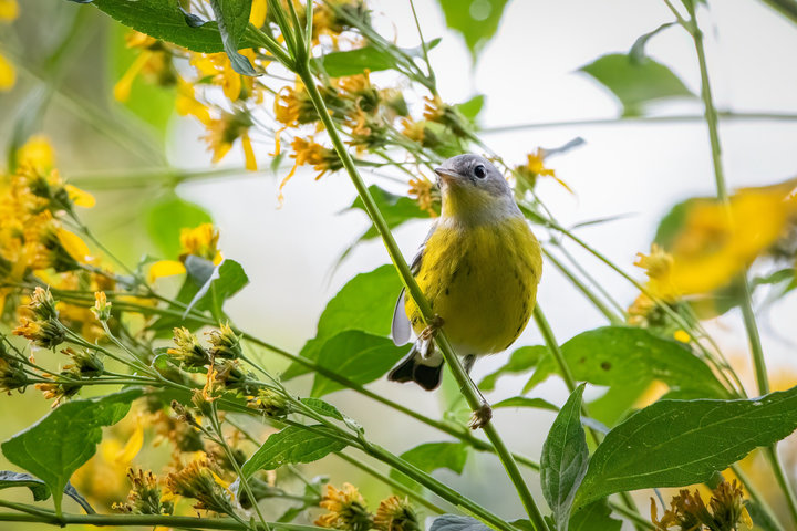 Magnolia Warbler