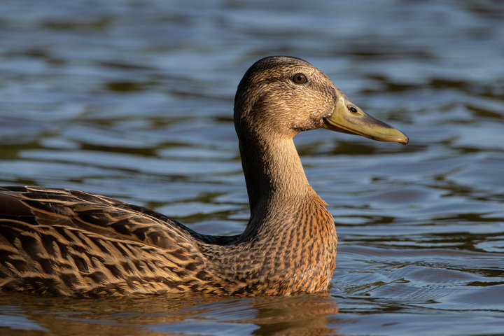 Mallard