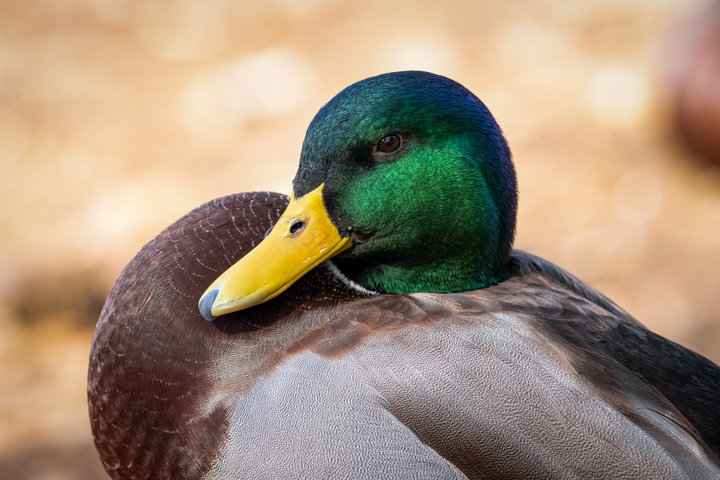 Mallard