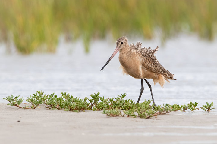 Marbled Godwit