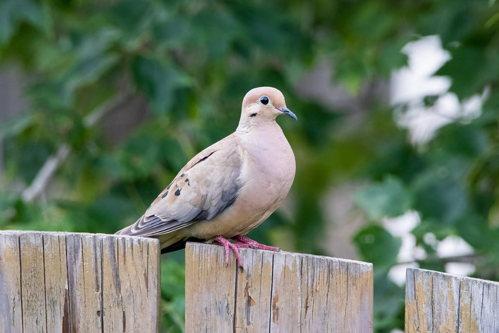 Mourning Dove