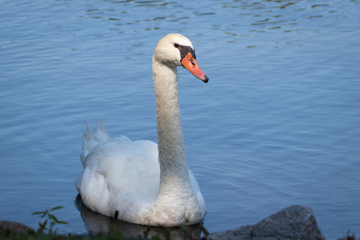 Mute Swan