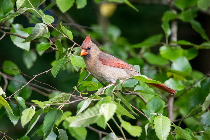 Northern Cardinal