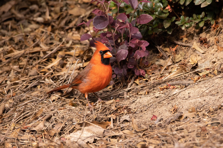 Northern Cardinal