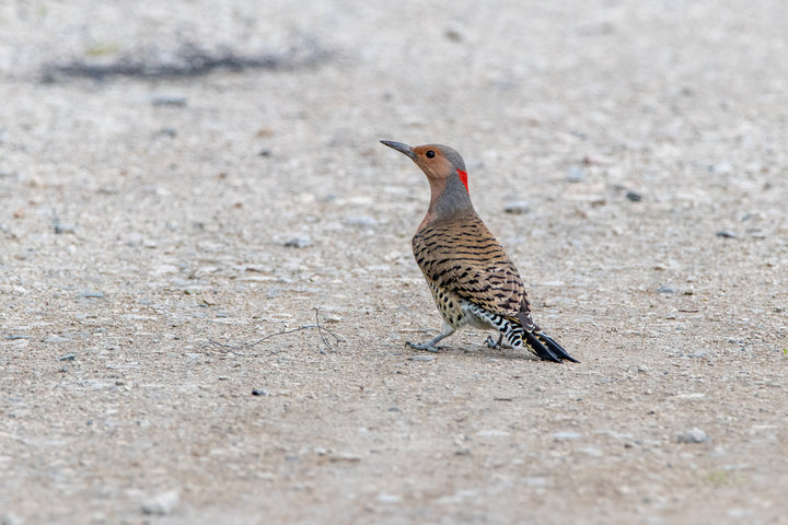 Northern Flicker