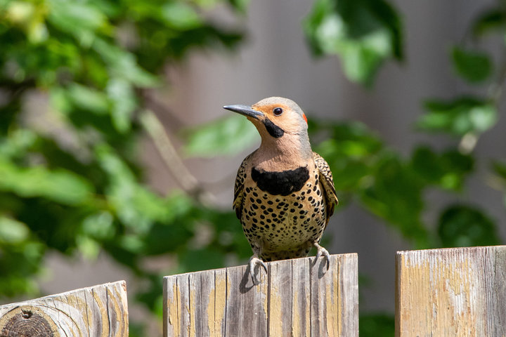 Northern Flicker