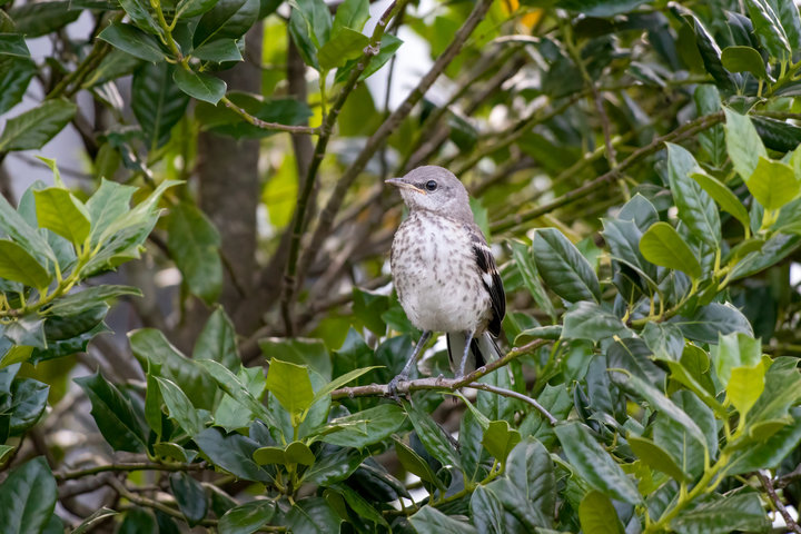 Northern Mockingbird