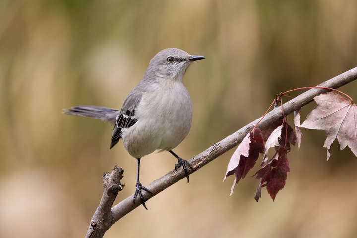 Northern Mockingbird